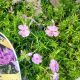 PHLOX SUBULATA TROT PINK #1