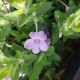 RUELLIA HUMILIS #1