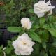 ROSA  ICEBERG #3