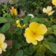 ROSA EASY BEE-ZY KNOCKOUT #3