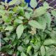 ASTILBE CAPPUCCINO #1