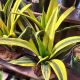 SNAKE PLANT 6