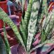 SNAKE PLANT 6