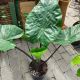 ALOCASIA 10