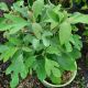 SASSAFRAS #3