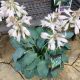 HOSTA DANCING W/DRAGONS #2