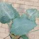 HOSTA DIAMOND LAKE #1.5