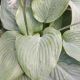 HOSTA EMPRESS WU #2