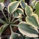 HOSTA BLUE IVORY #1