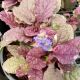 AJUGA BURGUNDY GLOW PT.