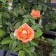 ROSA ORANGE GLOW KNOCKOUT #2