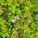 SPIREA PINEAPPLE POPROCKS #3