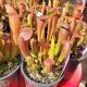 SARRACENIA BUG BAT #1