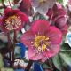 HELLEBORUS ANNA'S RED #1