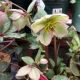 HELLEBORUS BAYLI'S BLUSH #1