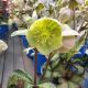 HELLEBORUS ILLUMI LIME #1