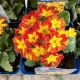 PRIMULA  V. OAKLEAF YELLOW PICOTEE 4.5