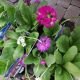 PRIMULA DENTICULATA MIX 3.5