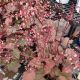 HEUCHERA CARNIVAL CINNAMON STICK #1