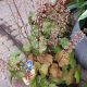 HEUCHERA BIG TOP CARAMEL APPLE #2