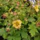 GEUM PRETTICOATS PEACH #1