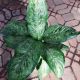 DIEFFENBACHIA 10