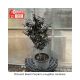 BEECH PURPLE DWARF #6