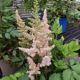 ASTILBE VISIONS INFERNO #2