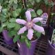 CLEMATIS BERNADINE #1