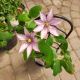 CLEMATIS SAMARITAN JO #1