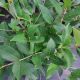 VIBURNUM RAISINETTE  #3