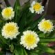 LEUCANTHEMUM X SUPERBUM LUNA #1