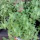 NEPETA WALKERS LOW #2