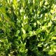 BOXWOOD WINTER GEM #10