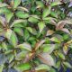 WEIGELA VINHO VERDE #3