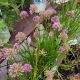 ALLIUM MILLENIUM 4.5