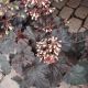 HEUCHERA CAJUN FIRE #1
