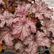 HEUCHERA CARNIVAL PEACH PARFAIT #1