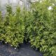 ARBORVITAE GREEN GIANT #10 4'