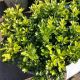 BOXWOOD NEWGEN INDEPENDENCE #2
