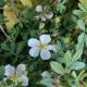 POTENTILLA HAPPY WHITE #2
