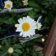 LEUCANTHEMUM WHITE BREEZE QT
