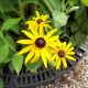 RUDBECKIA FULGIDA VAR. DEAMII #1