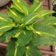 HOSTA LAKESIDE PAISLEY PRINT #1