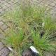 GRASS SPOROBOLUS GONE WITH THE WIND #1