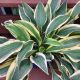 HOSTA BOBCAT #1