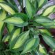 HOSTA YELLOW POLKA DOT BIKINI #1