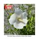 ROSE OF SHARON WHITE PILLAR #3