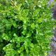 BOXWOOD CRANBERRY CREEK #2