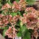 HYDRANGEA EARLY EVOLUTION #3